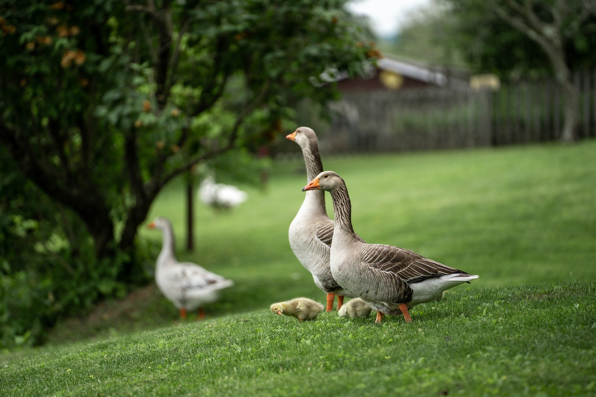 Homeschool parent of a 16-year-old